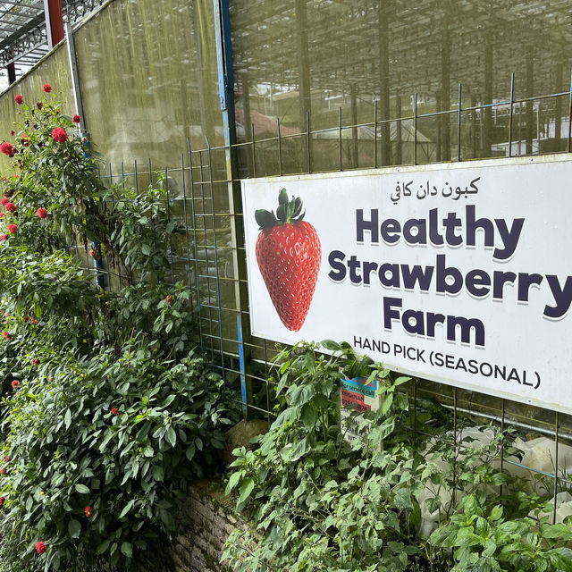 Cameron Highlands Strawberry Farm