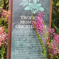 Have you seen an Orchids Heaven?