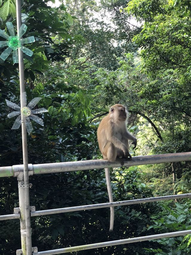 A healthy hiking trip in Penang