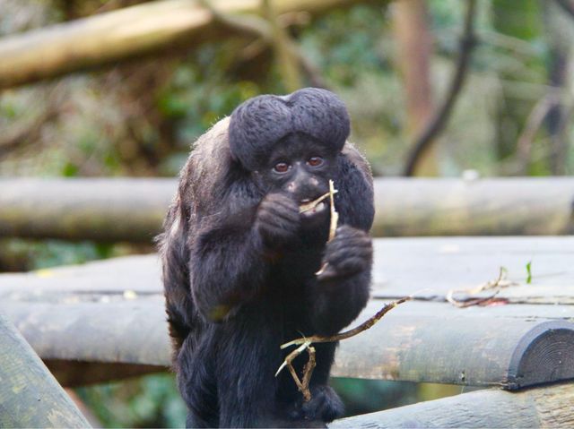 Best wildlife park in Belfast worth visiting 