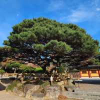 The Beauty Of Bogyeongsa Temple 