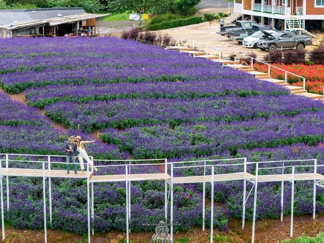 ยิ่งยงสวนดอกไม้ ม่อนแจ่ม เชียงใหม่