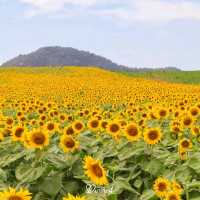 หนาวนี้ไปเที่ยวเขาใหญ่ ต้องแวะชมทานตะวันที่ไร่มณีศร