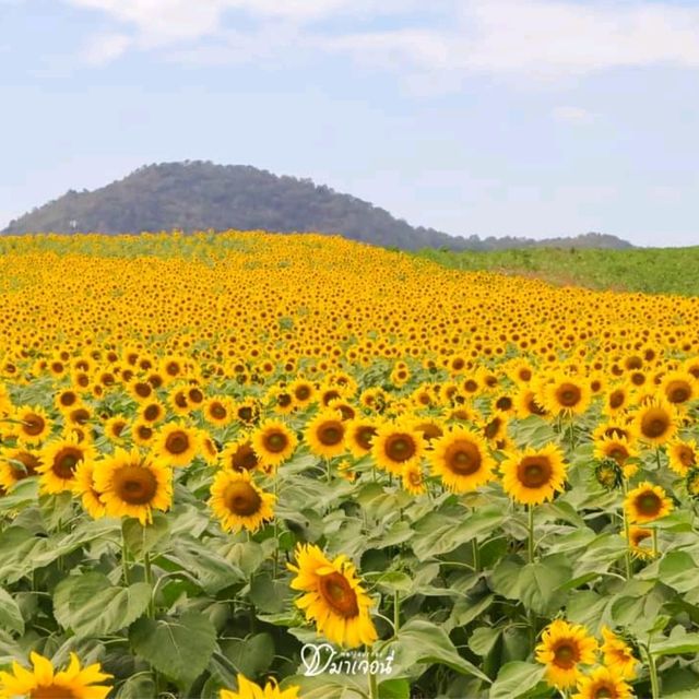 หนาวนี้ไปเที่ยวเขาใหญ่ ต้องแวะชมทานตะวันที่ไร่มณีศร