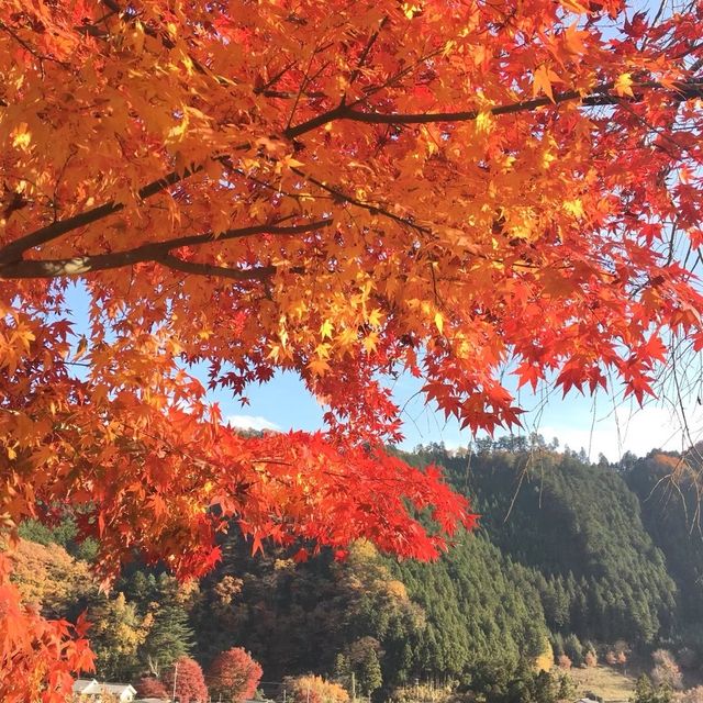 青梅方面に紅葉ドライブ