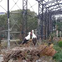 通天閣とサバンナの野生動物が一緒に楽しめる　天王寺動物園