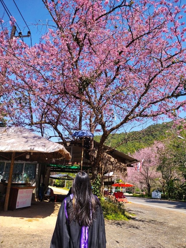 ดอกพญาเสือโคร่งบานแล้วที่กิโลเมตรที่31✨