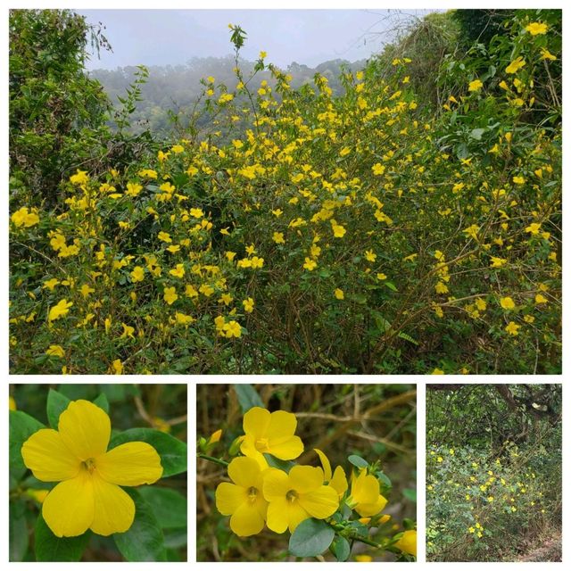 情侶賞花🌺好去處：嘉道理農場🤗
