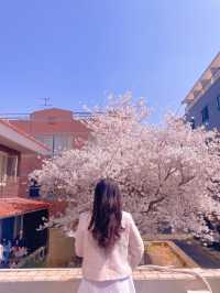 전국에서 가장 아름다운 대구 봄꽃명소🌼