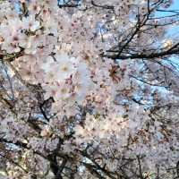 【九洲福岡遊】人在福岡之4月櫻花祭🌸