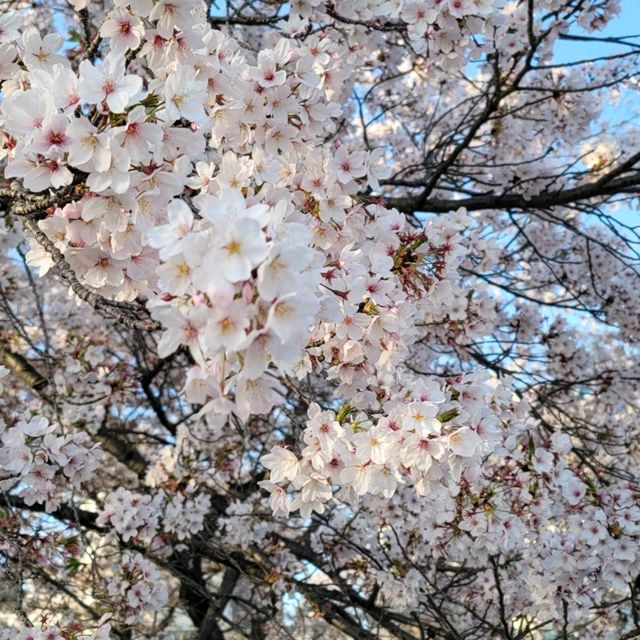 【九洲福岡遊】人在福岡之4月櫻花祭🌸