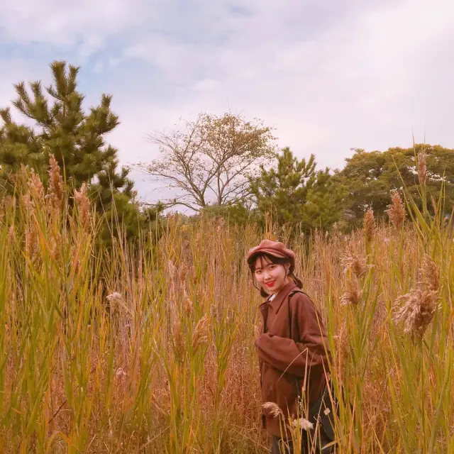 제주 감성 인생샷 스팟, 제주 노리매 공원🍊🌴