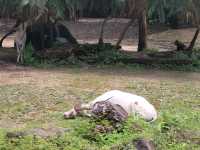 台灣必去的台北市立動物園