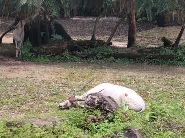 台灣必去的台北市立動物園