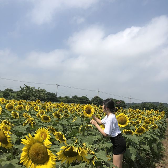 제주 해바라기 농장 ‘김경숙해바라기농장’
