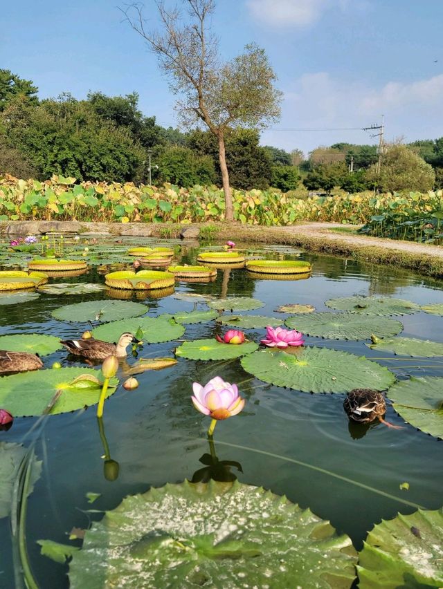 빅토리아연꽃이 한창인 부여 궁남지🪷