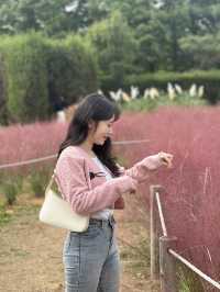 인천 핑크뮬리 명소🌸 [드림파크 야생화단지]