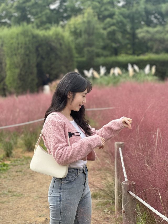 인천 핑크뮬리 명소🌸 [드림파크 야생화단지]