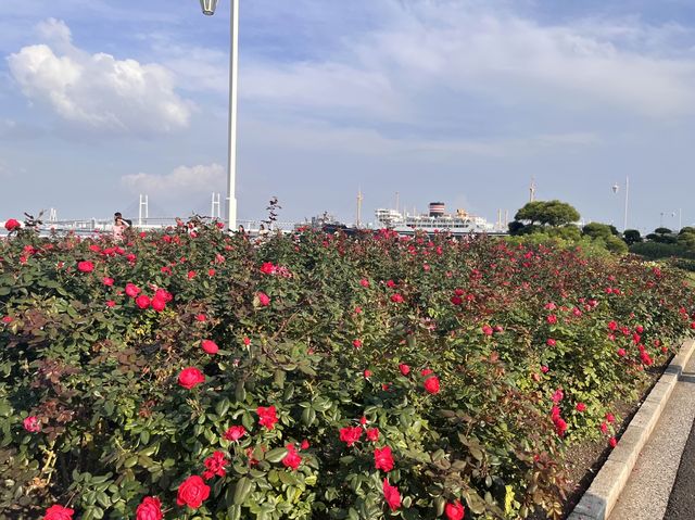 山下公園 ＠横浜🌹