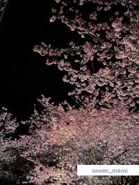 【静岡 河津桜】夜のライトアップもおすすめ！河津桜まつり🌸