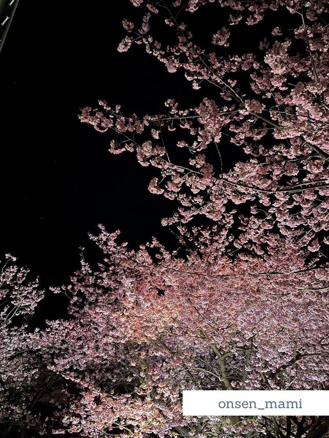 【静岡 河津桜】夜のライトアップもおすすめ！河津桜まつり🌸