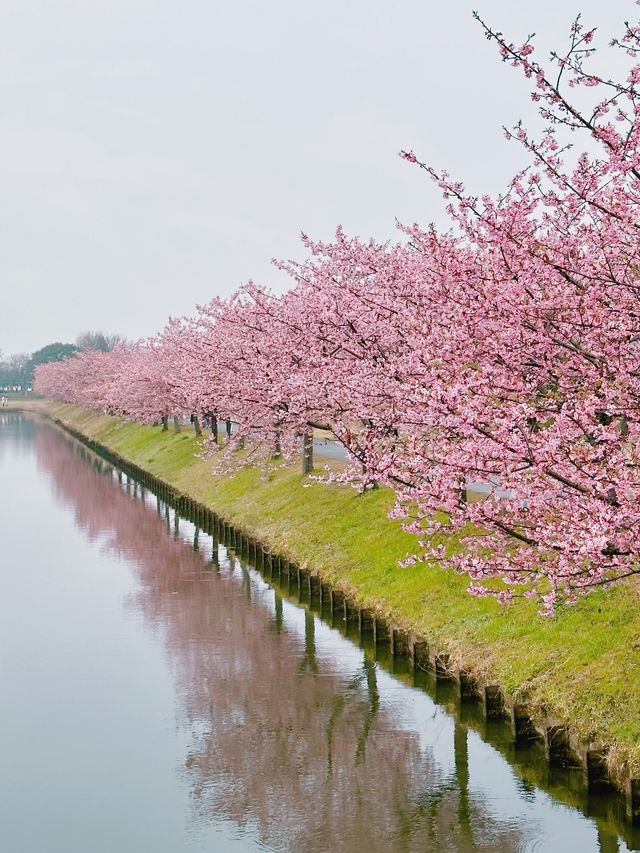 笠松河津桜ロード