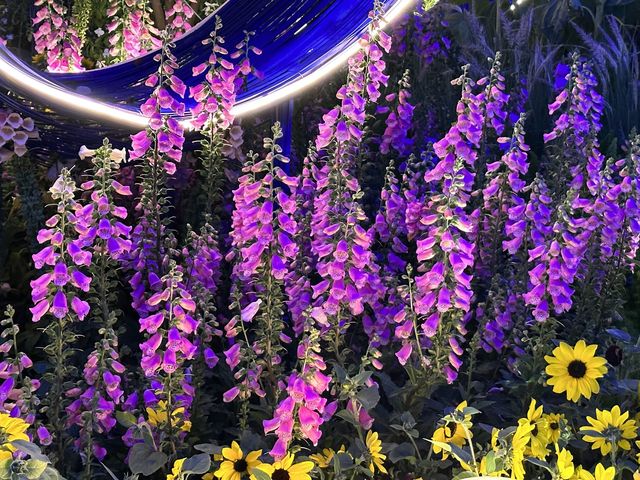 香港賞花 | 維園花展 | 毛地黃篇