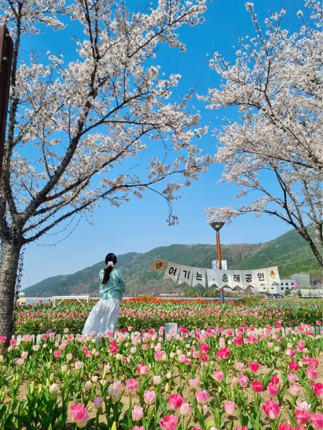 벚꽃과 튤립을 함께 볼 수 있는 곳, 송해공원🌸🌷