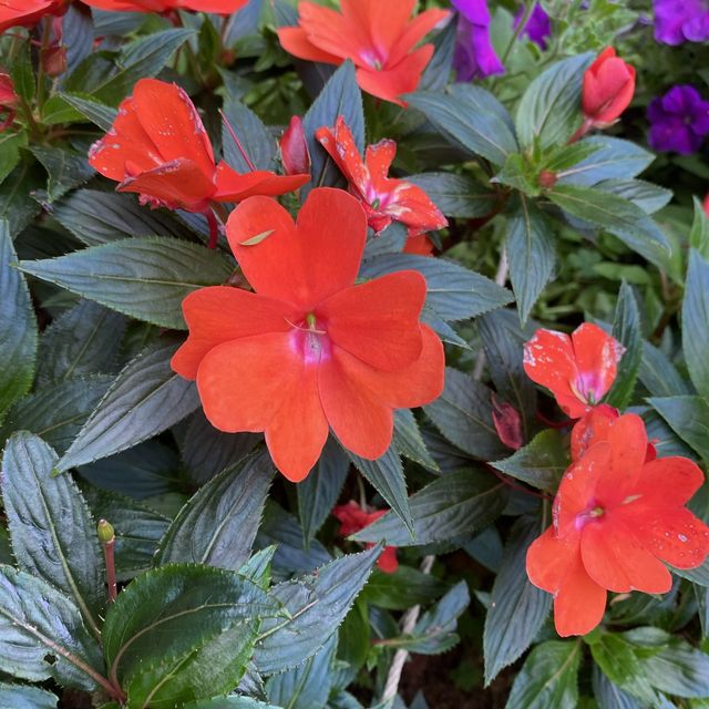 蓮花山公園賞花🌺🪷🌷💐