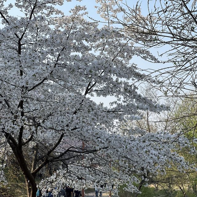 분당의 벚꽃명소는 역시 중앙공원 