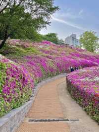 ❤️군포 철쭉축제는 철쭉동산에서 보기❤️