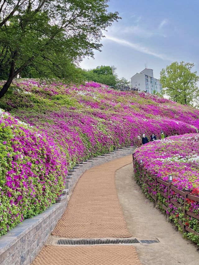 ❤️군포 철쭉축제는 철쭉동산에서 보기❤️