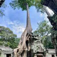 Why should we visit Ta Prohm?