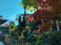 เที่ยวคนเดียว ใบไม้เปลี่ยนสี เกียวโต🍁🍁