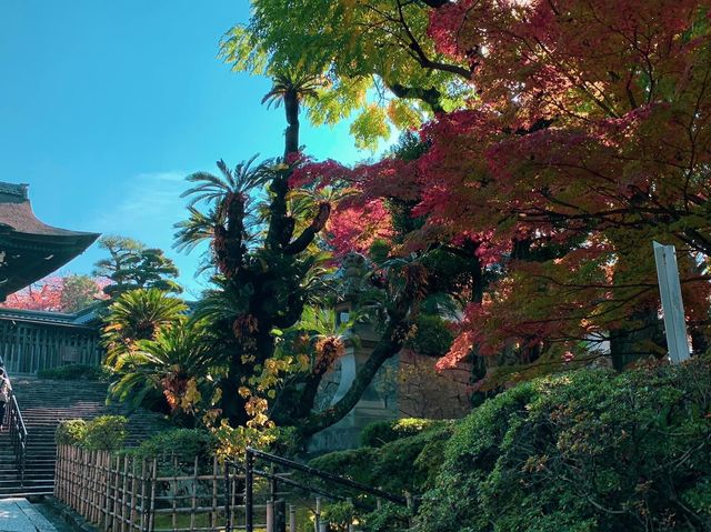 เที่ยวคนเดียว ใบไม้เปลี่ยนสี เกียวโต🍁🍁