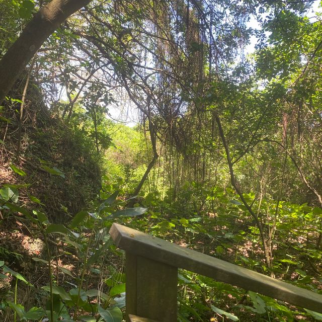 ✨山豬溝生態步道✨