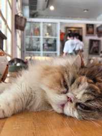 🇹🇭😸 Caturday Cat Cafe, Bangkok ✨