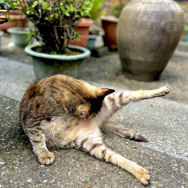 全球六大賞貓景點！新北市猴硐貓村🐱