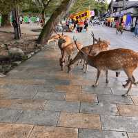 Oh deer! Thousands of deer at Nara Park 🦌