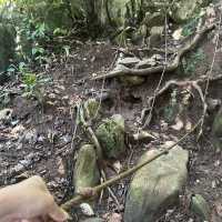 話望生的登山徑