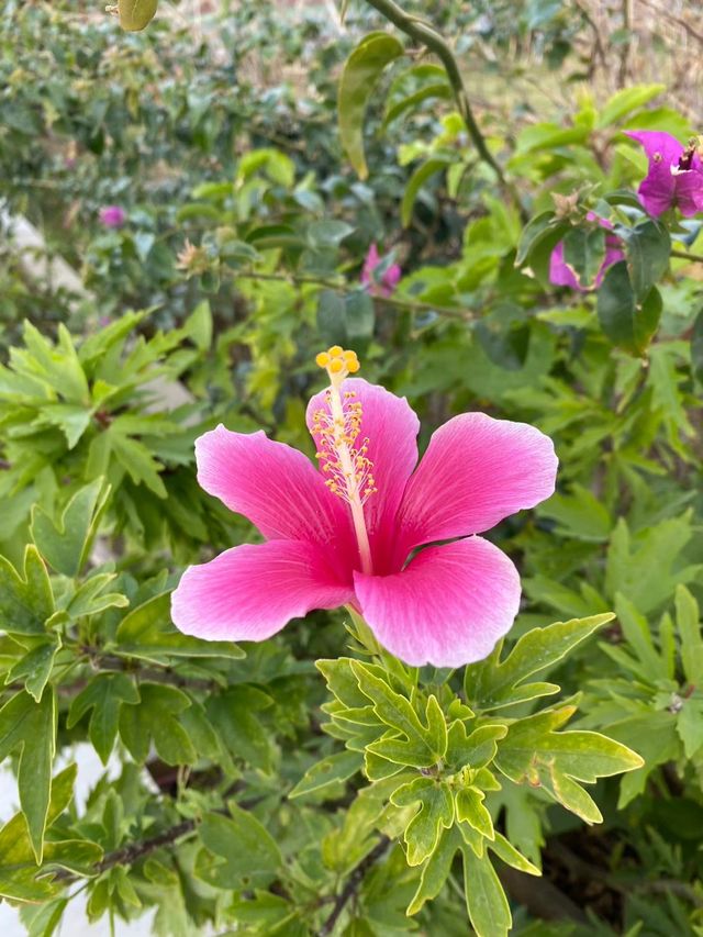 【宮古島】来間島のおすすめリゾートホテル🌞🌴🌺
