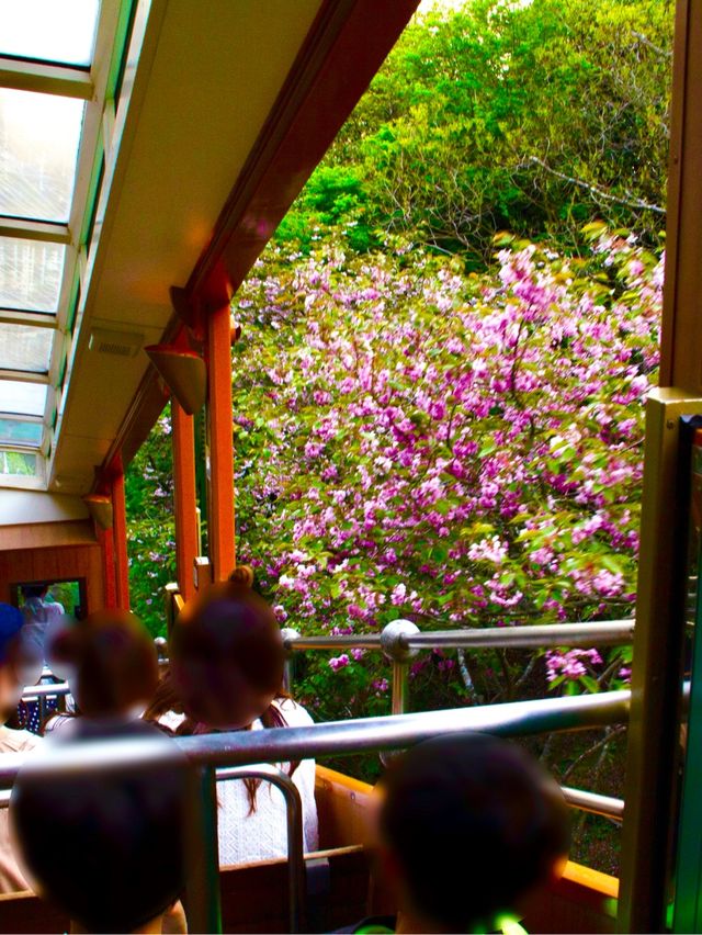 1 วัน Kobe/ Arima onsen/ ภูเขา Rocko