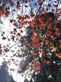 奈良公園賞楓🍁看鹿🦌