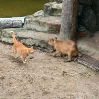 National Zoo -  Kuala Lumpur