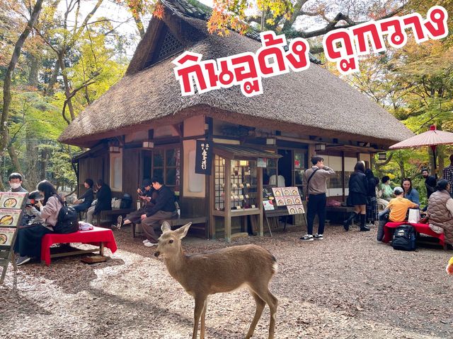 กินอูด้งไป ดูกวางไป ร้านมิซุยะชะยะ จ.นารา