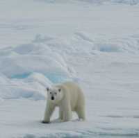 North Pole 90° unforgettable holiday