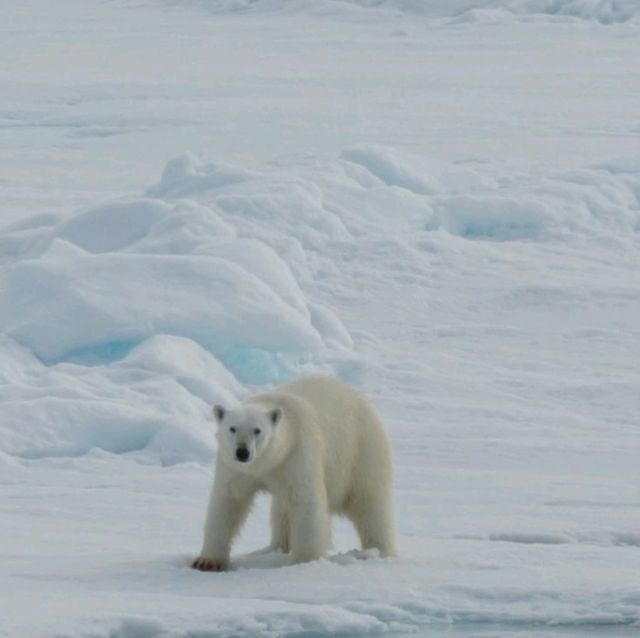 North Pole 90° unforgettable holiday