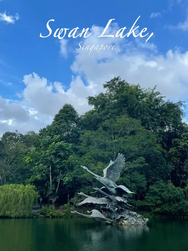 🇸🇬Swan Lake-Tranquility and Serenity 🦢🌤️