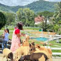 lansaka sheep farm