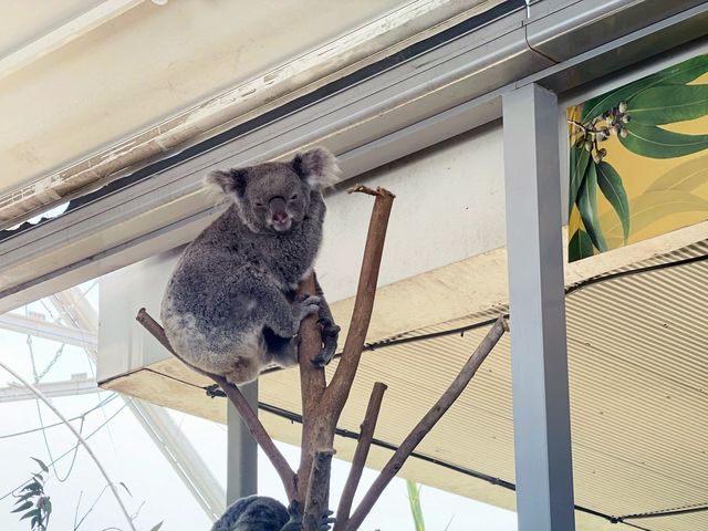 Best Indoor Wild Life Experience in Sydney 